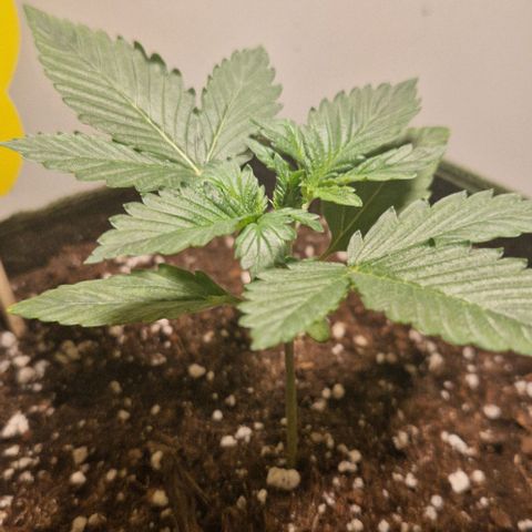 Gelato Auto (FastBuds) growlog timeline photo