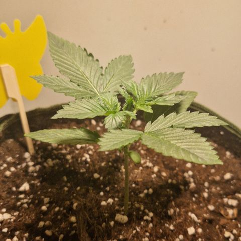 Gelato Auto (FastBuds) growlog timeline photo