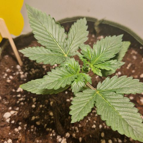 Gelato Auto (FastBuds) growlog timeline photo
