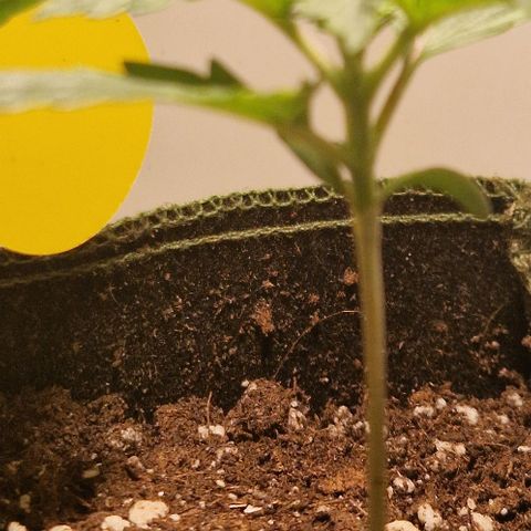 Gelato Auto (FastBuds) growlog timeline photo