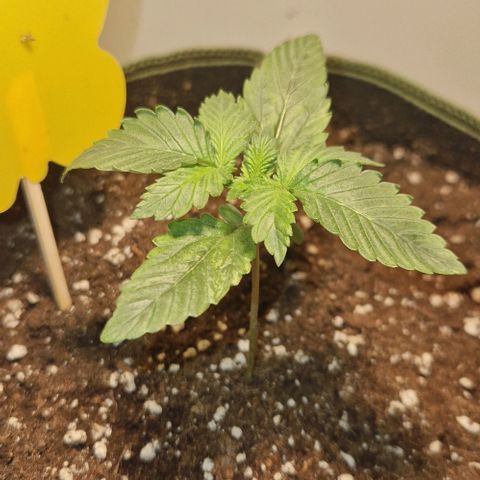 Gelato Auto (FastBuds) growlog timeline photo