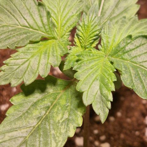 Gelato Auto (FastBuds) growlog timeline photo