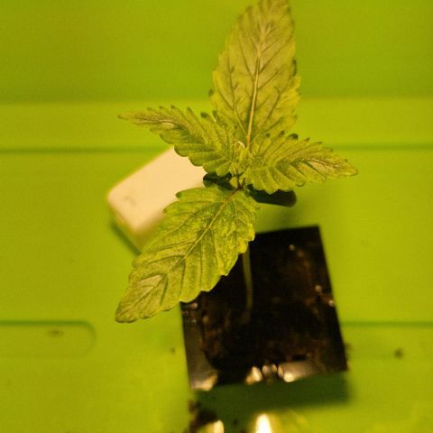 Gelato Auto (FastBuds) growlog timeline photo