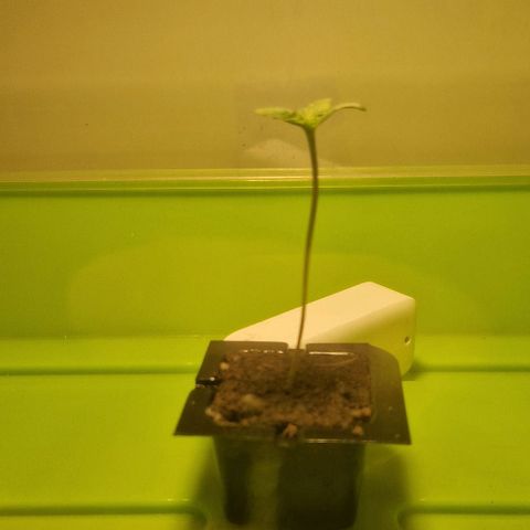 Gelato Auto (FastBuds) growlog timeline photo