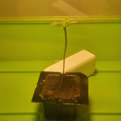 Gelato Auto (FastBuds) growlog timeline photo