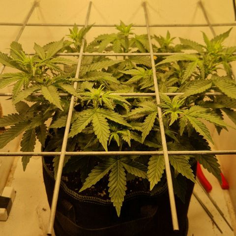 Gelato Auto (FastBuds) growlog timeline photo