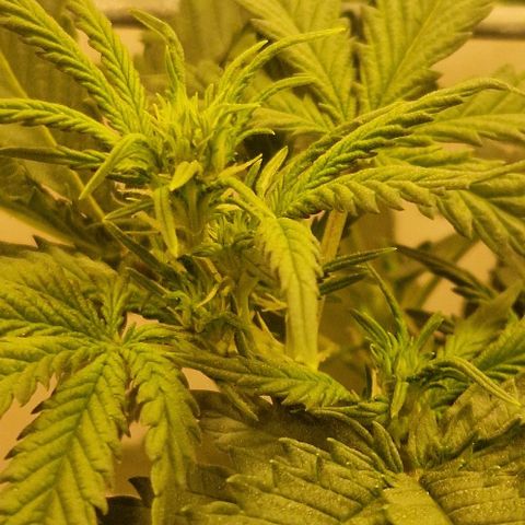Gelato Auto (FastBuds) growlog timeline photo