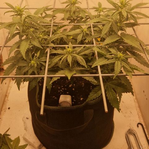 Gelato Auto (FastBuds) growlog timeline photo