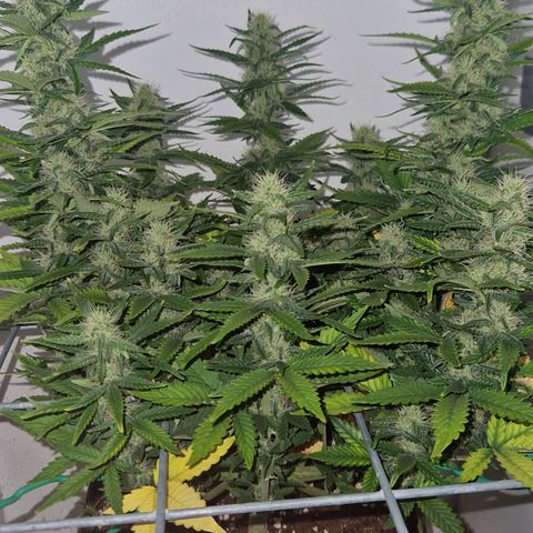 Gelato Auto (FastBuds) growlog timeline photo