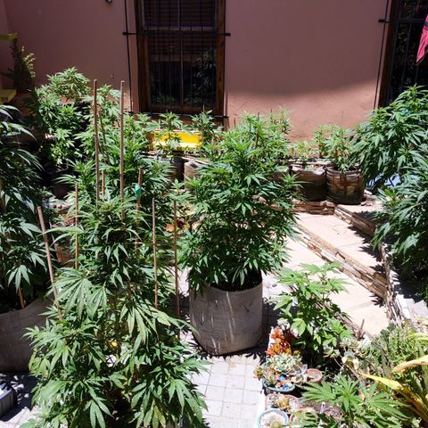 Original White Widow IBL (Paradise Seeds) #2 growlog timeline photo