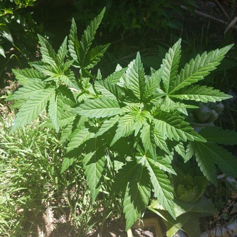 Original White Widow IBL (Paradise Seeds) #2 growlog timeline photo