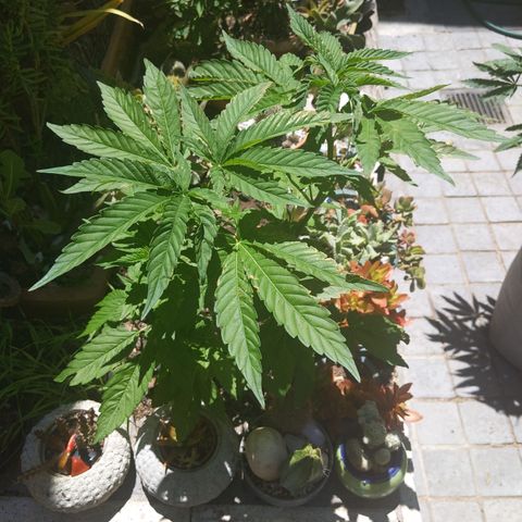 Original White Widow IBL (Paradise Seeds) #2 growlog timeline photo