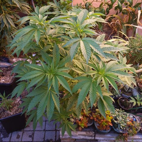 Original White Widow IBL (Paradise Seeds) #2 growlog timeline photo