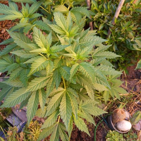 Space Cookies (Paradise Seeds) growlog timeline photo