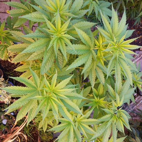 Original White Widow IBL (Paradise Seeds) #2 growlog timeline photo