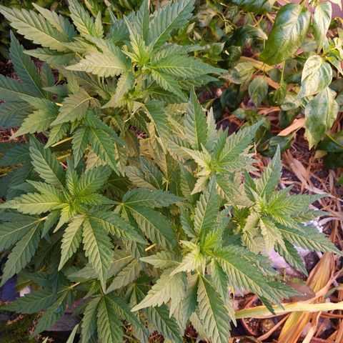 Space Cookies (Paradise Seeds) growlog timeline photo