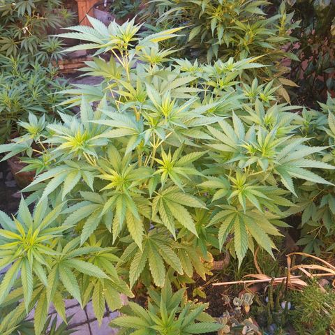 Original White Widow IBL (Paradise Seeds) #2 growlog timeline photo