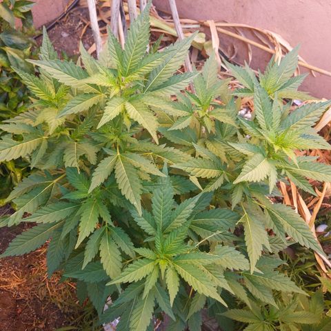 Space Cookies (Paradise Seeds) growlog timeline photo
