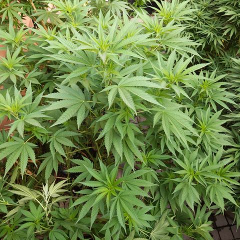 Original White Widow IBL (Paradise Seeds) #2 growlog timeline photo