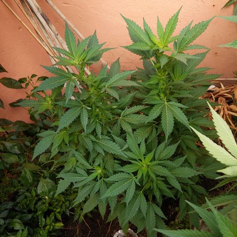 Space Cookies (Paradise Seeds) growlog timeline photo
