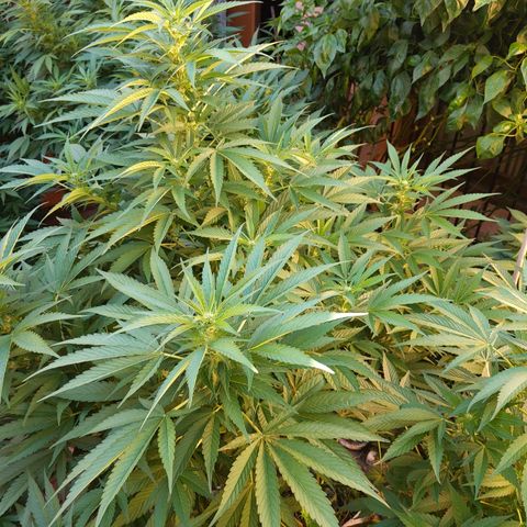 Original White Widow IBL (Paradise Seeds) #2 growlog timeline photo