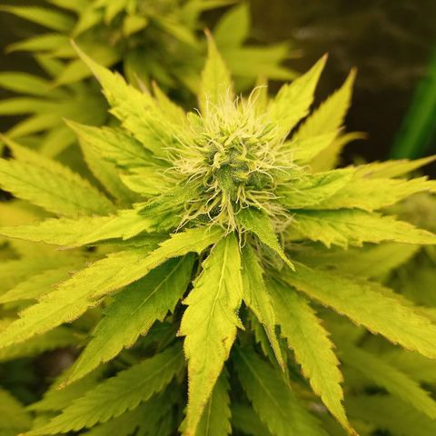 Special Queen #1 growlog timeline photo
