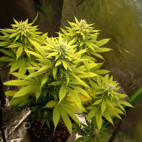 Special Queen #1 growlog timeline photo
