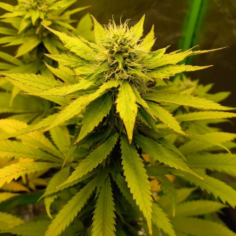 Special Queen #1 growlog timeline photo