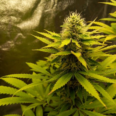 Special Queen #1 growlog timeline photo