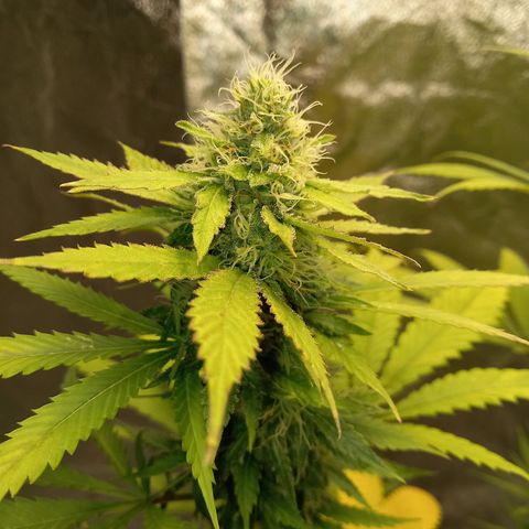 Special Queen #1 growlog timeline photo