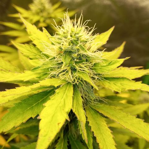 Special Queen #1 growlog timeline photo
