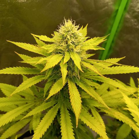 Special Queen #1 growlog timeline photo