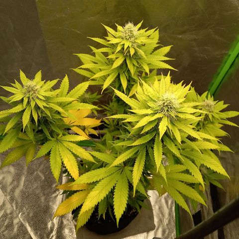Special Queen #1 growlog timeline photo