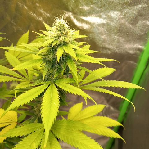 Special Queen #1 growlog timeline photo