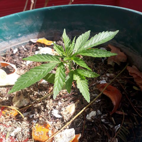 2💘 growlog timeline photo