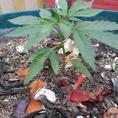 2💘 growlog timeline photo