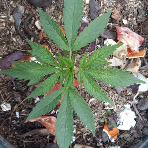 2💘 growlog timeline photo