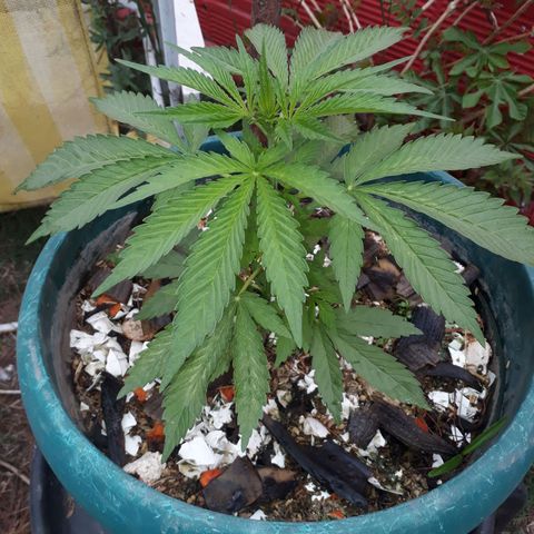 2💘 growlog timeline photo