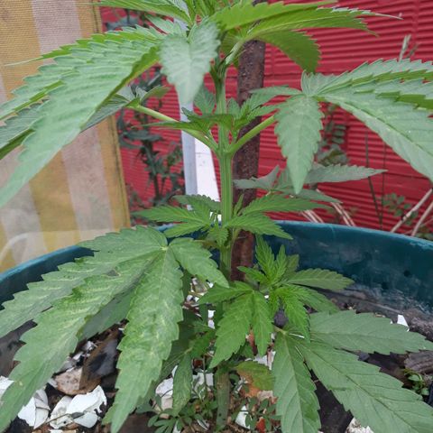 2💘 growlog timeline photo