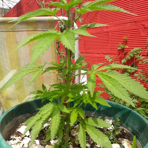2💘 growlog timeline photo