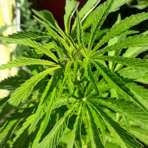 2💘 growlog timeline photo