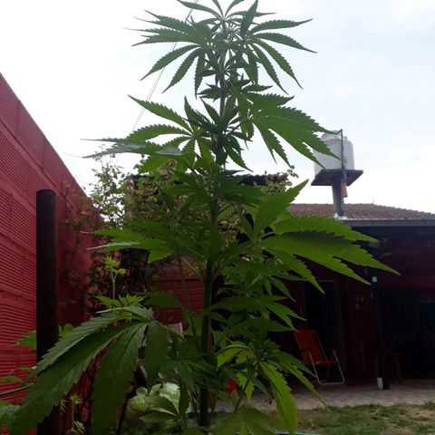 2💘 growlog timeline photo
