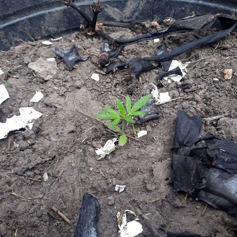 🌱🌱6 #3 growlog timeline photo