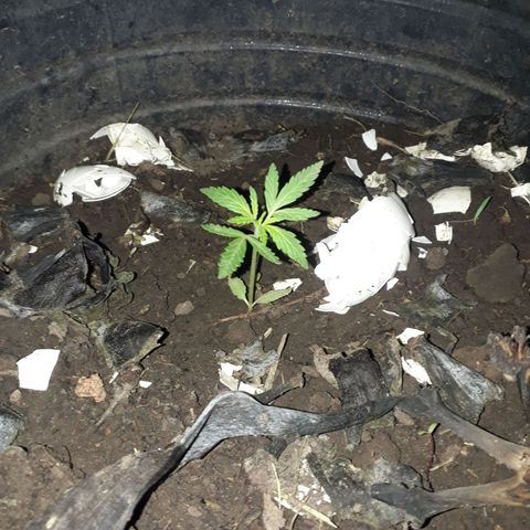 🌱🌱6 #3 growlog timeline photo