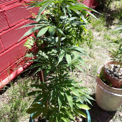2💘 growlog timeline photo