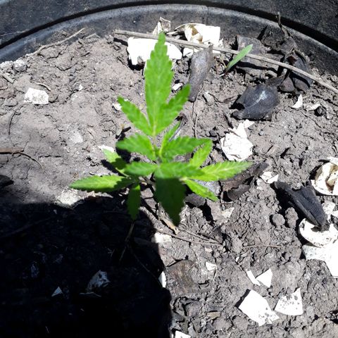 🌱🌱6 #3 growlog timeline photo