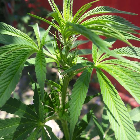 2💘 growlog timeline photo