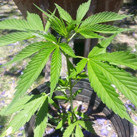 🌱🌱6 #3 growlog timeline photo