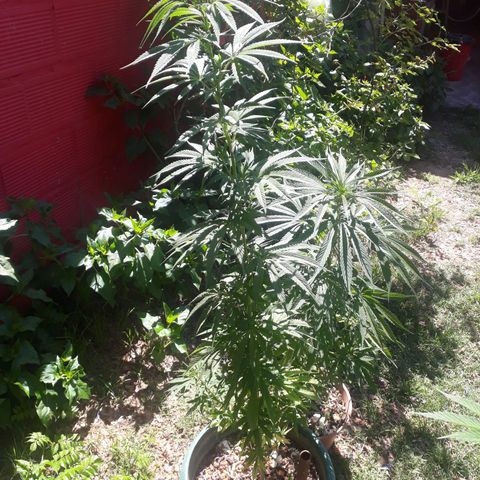 2💘 growlog timeline photo