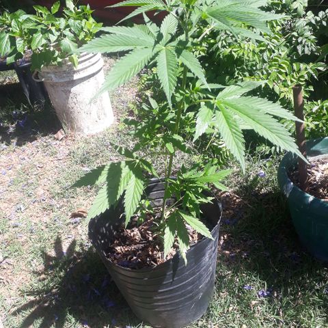 🌱🌱6 #3 growlog timeline photo